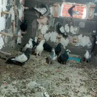 نر سوراخ|پرنده|ماهان, |دیوار