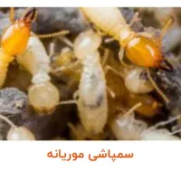 سمپاشی موریانه ، ساس ، سوسک ، موش ۱۰۰ درصد تضمینی|خدمات نظافت|اهواز, اهواز|دیوار