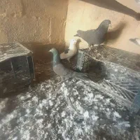 کبوتر ساعتی