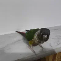 طوطی گرین چیگ سخنگو|پرنده|قم, شاه ابراهیم|دیوار