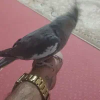 عروس هلندی ماده|پرنده|قم, شهرک فاطمیه|دیوار