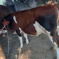 گاو ماده   پرو  جنس سمینیتال اصل  داشتی