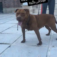 پیت بول ماده گمشده