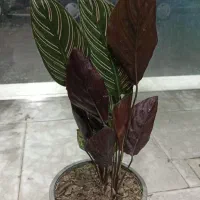 گیاهان آپارتمانی خاص مارانتا نیکولای