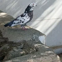 کبوتر پرشی|پرنده|کوهدشت, |دیوار