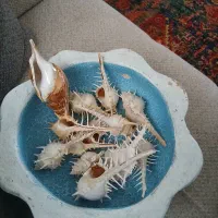 صدف دکوری اصل جنوب