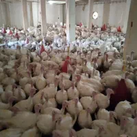 بوقلمون در جاده کرمانشاه درقلعه نرسیده به کامیاران