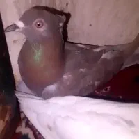 پرشی|پرنده|طاغنکوه, |دیوار