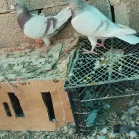 کبوتر سوسنی پیازی|پرنده|خشت, |دیوار