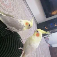 عروس هلندی|پرنده|خاوران, |دیوار