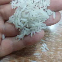 برنج طارم محلی فریدونکنار