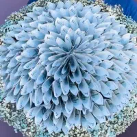 گل روبانی|گل مصنوعی|مرند, |دیوار