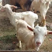 بزغاله های  قیمت مناسب سانن پاکستانی رسمی ودورگ