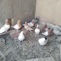 چند عدد کبوتر فروشی