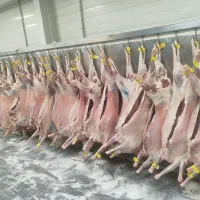 پخش گوشت تازه تنظیم بازار
