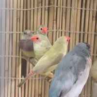 فنچ جغدی و ستاره‌ای و طوطی‌وار