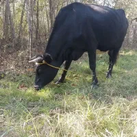 گاو گیل دورگ نزدیک زایمان