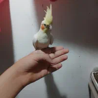 عروس هلندی جوجه|پرنده|بومهن, |دیوار