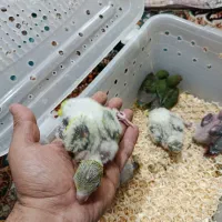 جوجه راهب و برزیلی|پرنده|بومهن, |دیوار