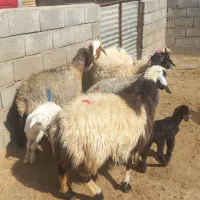 میش بره سرحال