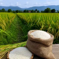 برنج طارم هاشمی اصل مازندران محصول امسال