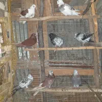 کبوتر پرشی وجفت گاهی|پرنده|احمدسرگوراب, |دیوار