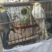 4 تا عروس هلندی فروش فوری|پرنده|صحنه, |دیوار