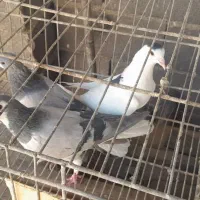 نروماده واز وچندتا نر|پرنده|اصفهان, حصه جنوبی|دیوار