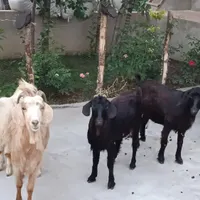 4تا بز ماده همگی جوان|حیوانات مزرعه|اردبیل, |دیوار