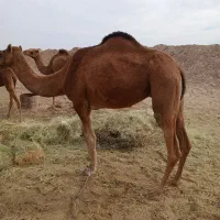 شتر|حیوانات مزرعه|گوهرکوه, |دیوار