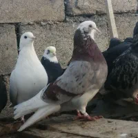 کبوترقروشی