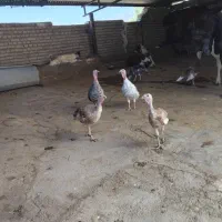 بوقلمون|حیوانات مزرعه|پلدختر, |دیوار