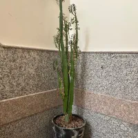 کاکتوس بلند۳۰۰/۰۰۰