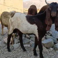 بزغاله نر