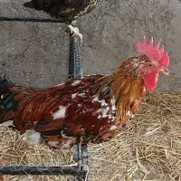 مرغ و خروس گلین و یک جفت اردک