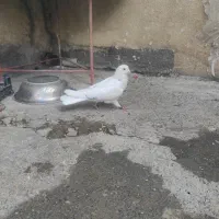 کبوتر زوردار پرشی دم سفید|پرنده|کرمانشاه, |دیوار