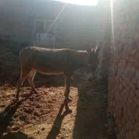 الاغ گله ای|حیوانات مزرعه|سبزوار, رباط|دیوار