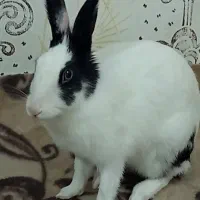 باسلام‌فروش‌خرگوش‌|موش و خرگوش|شیراز, گویم|دیوار