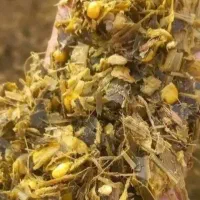 علوفه سوپردان کشت اول کردستان وتفاله چغندر قند|لوازم جانبی حیوانات|سراب, |دیوار