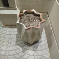 گلدان بزنگ ارتفاع نیم متری