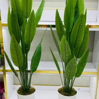 درختچه بابا آدم