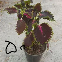 گلهای طبیعی زیبا|گل و گیاه طبیعی|مرند, |دیوار