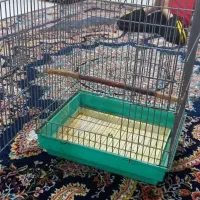 قفس بزرگ زخیم طوطی مینا برزیلی انواع پرندگان