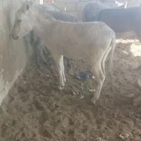 5 عدد کره الاغ (کره خر)|حیوانات مزرعه|خمینیشهر, |دیوار