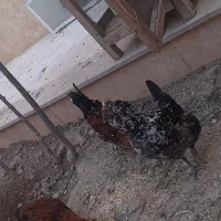 مرغ و خروس گلین|حیوانات مزرعه|کاشان, قطب راوندی|دیوار