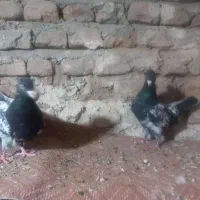 کبوتر  کله و کله دم|پرنده|گالیکش, |دیوار