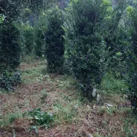 فروش گل یاس|گل و گیاه طبیعی|املش, |دیوار