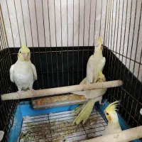 عروس هلندی لوتینو|پرنده|قم, پردیسان|دیوار