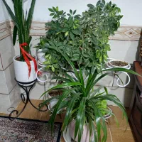 سه عدد گل زیبا وبزرگ شفلرا پاندوس سانسواریا|گل و گیاه طبیعی|کرمان, |دیوار