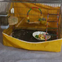 قفس عروس هلندی